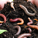 **

A vibrant close-up showcasing a handful of rich, dark compost teeming with earthworms. Include visible decomposing organic matter like leaves and vegetable scraps. The background should be blurred, possibly hinting at a garden setting. Focus on the texture and color variations of the compost.

**